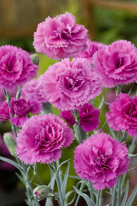 Œillet mignardise 'devon glow ' - Jardiland