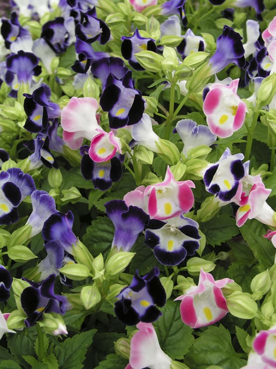 Torenia De Fournier Jardiland