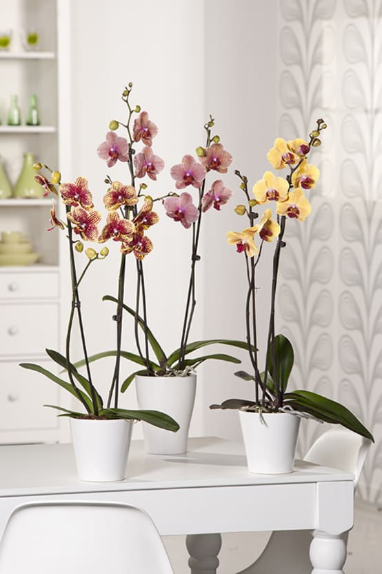 Orchidée papillon - Image 1