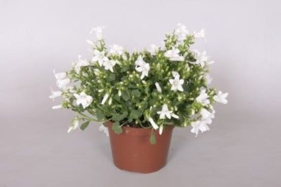 Campanule 'Get Mee®' blanc - Jardiland