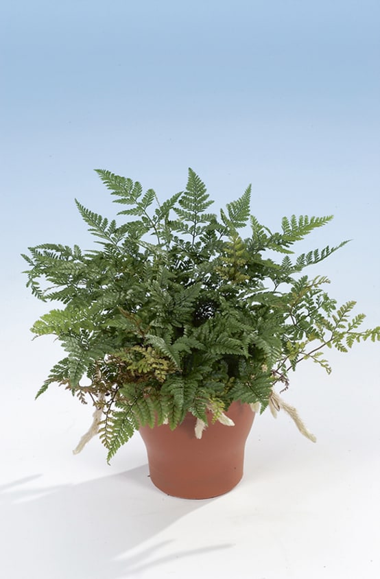 Fougère patte de lapin Jardiland