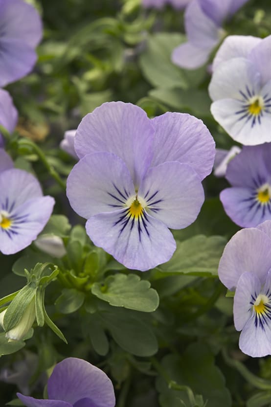 Violette cornue 'endurio' - Jardiland