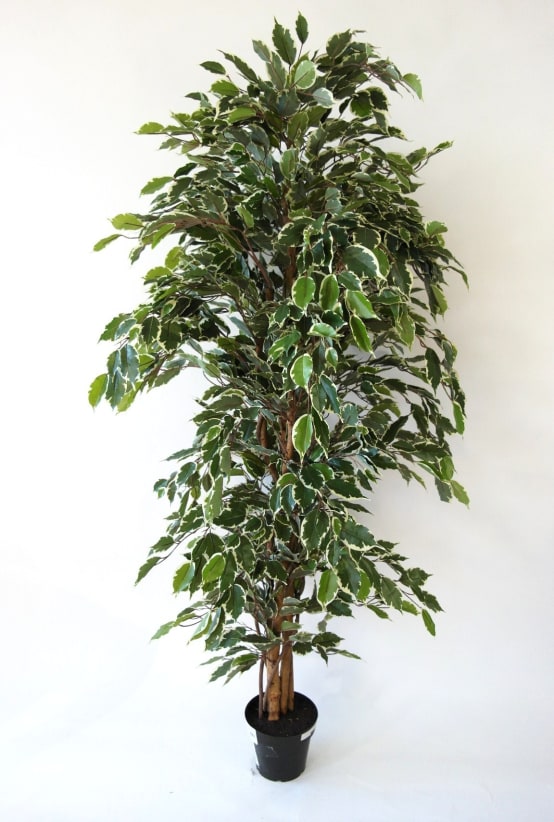 Ficus panaché artificiel 150cm - Jardiland