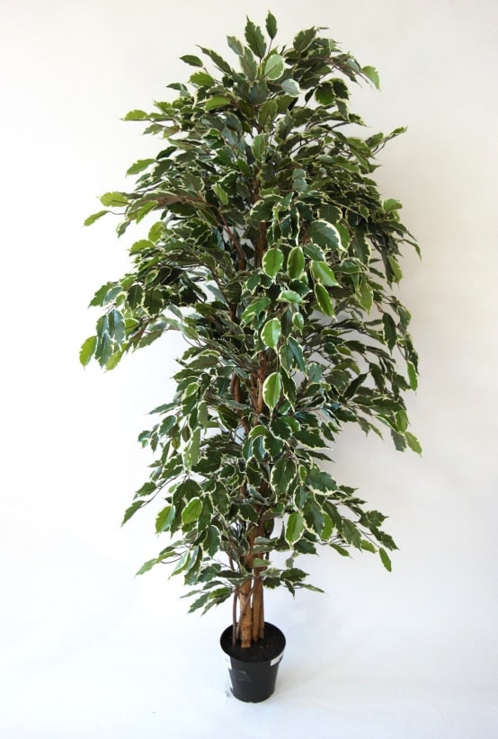 Ficus panaché artificiel 180cm - Jardiland