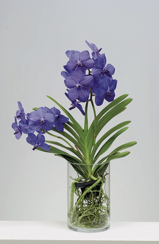 Orchidée Vanda - Jardiland