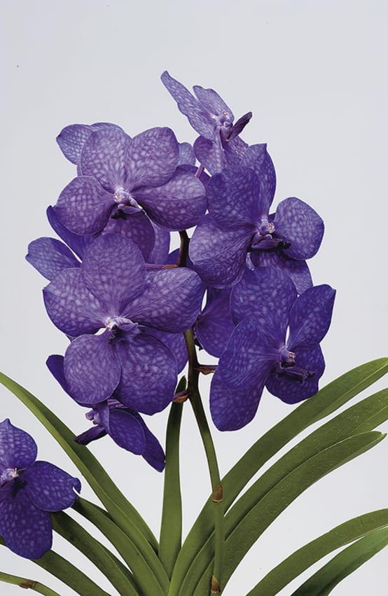 Orchidée Vanda - Jardiland