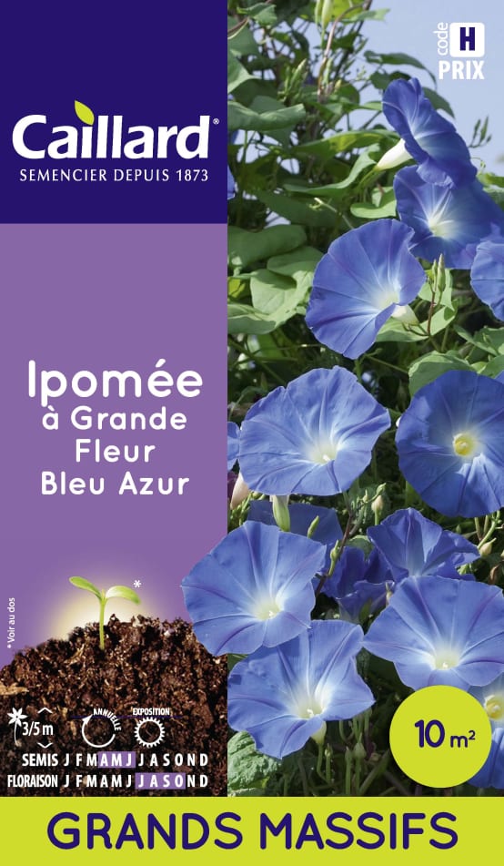 Graines de Ipomée À Grande Fleur Bleu Azur - Sachet Éco - Jardiland