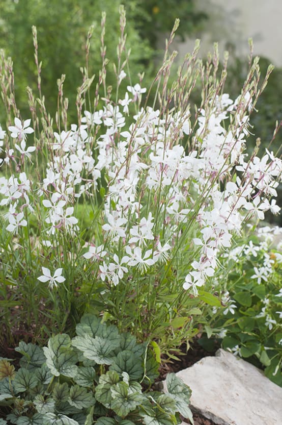 Gaura De Lindheimer - Jardiland