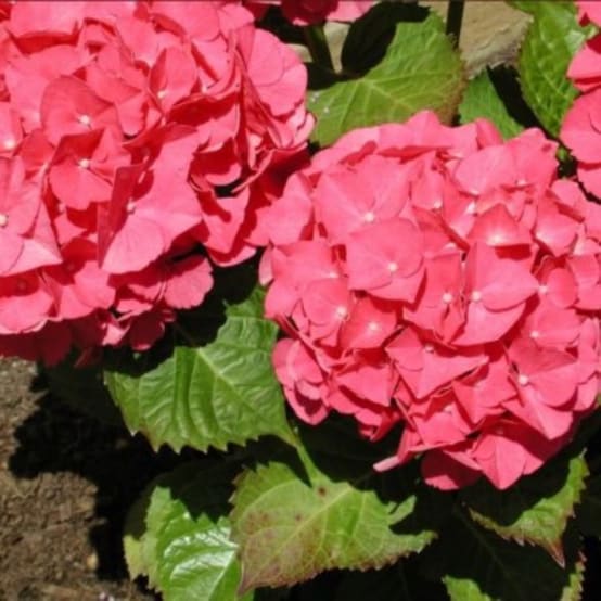 Hortensia - Jardiland