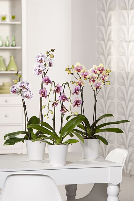 Orchidée papillon - Image 2