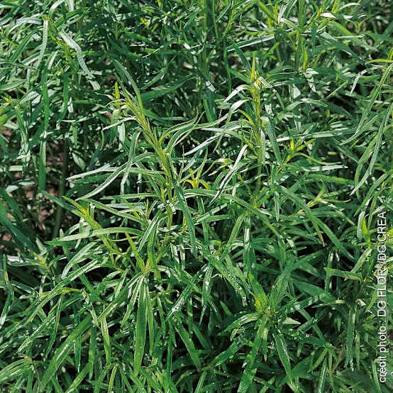 Estragon De Russie (Artemisia Dracunculus) Graines - Petits