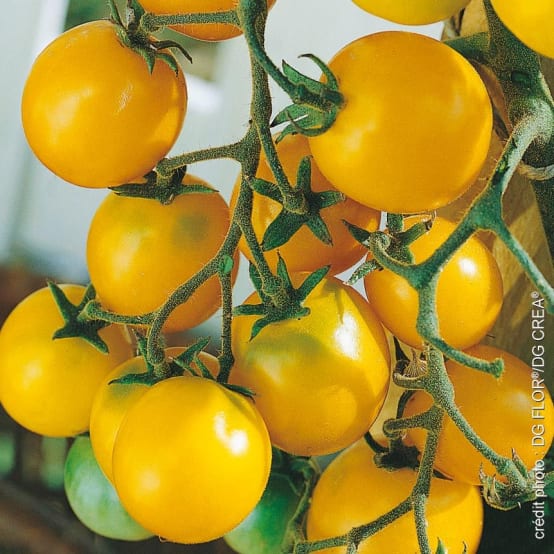 Graines de Tomate cereza amarilla - Jardiland