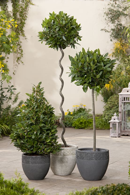 Laurier Sauce Jardiland