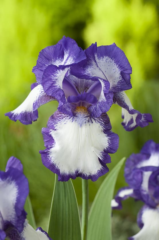 Iris des jardins modern classic Jardiland