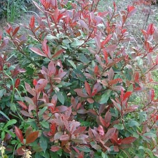 Photinia 'Red Robin' Mini Topiary Standard 25/30cm