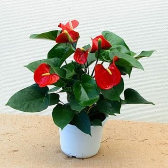 Anthurium - Jardiland