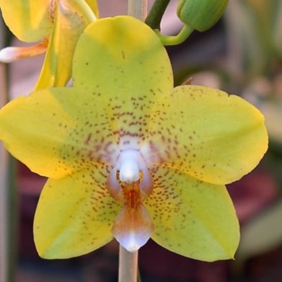 Orchidée papillon jaune - Jardiland