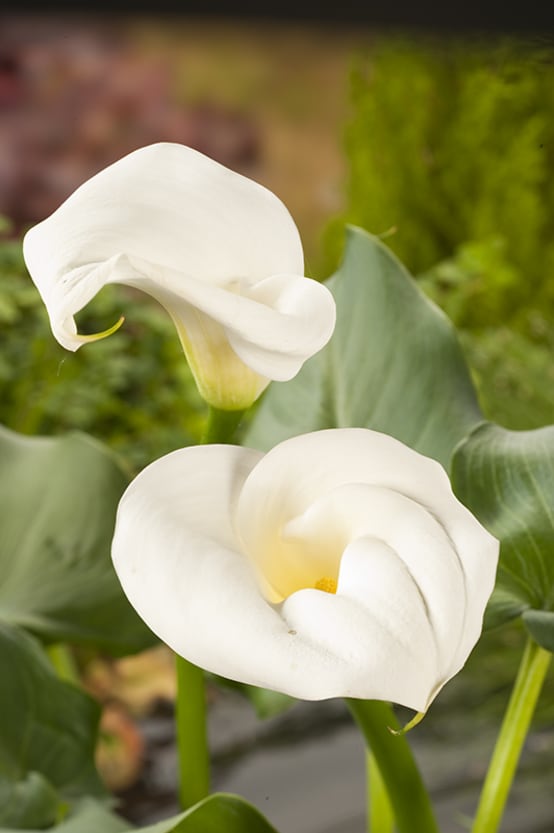 Arum d'Ethiopie, arum des fleuristes, calla - Jardiland