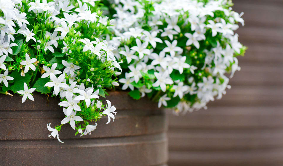 Campanule : variétés, plantation et entretien - Jardiland