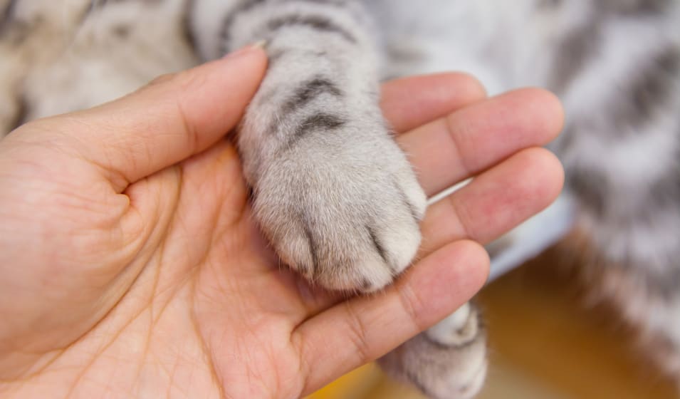 Comment Prendre Soin Des Coussinets Du Chat Jardiland