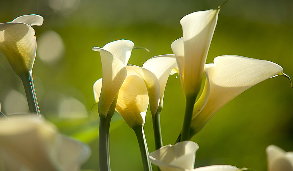 Arum : plantation, culture et entretien - Jardiland