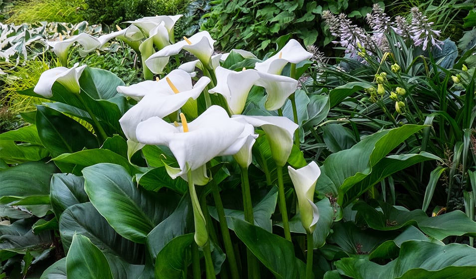 Arum : plantation, culture et entretien - Jardiland