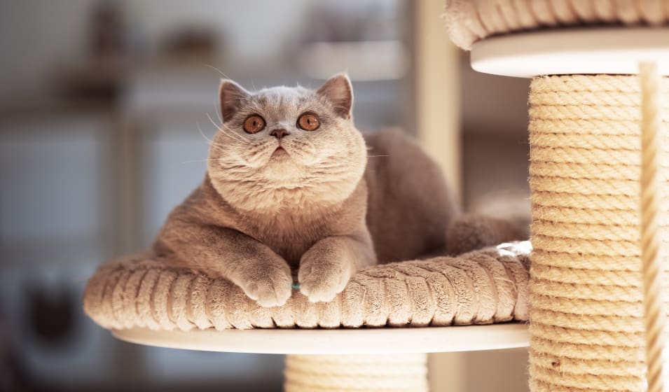 Comment Attirer Son Chat Sur Un Griffoir Jardiland Comment Attirer Son Chat Sur Un Griffoir Jardiland
