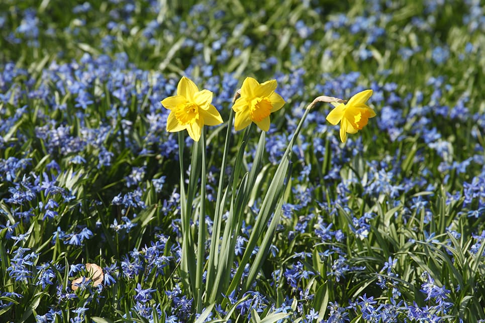 Narcisse : plantation, culture et entretien - Jardiland