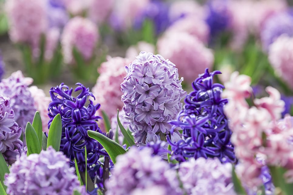 Jacinthe : variétés, plantation et entretien - Jardiland