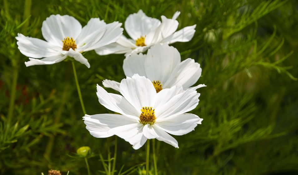 Cosmos : variétés, plantation, entretien et association - Jardiland