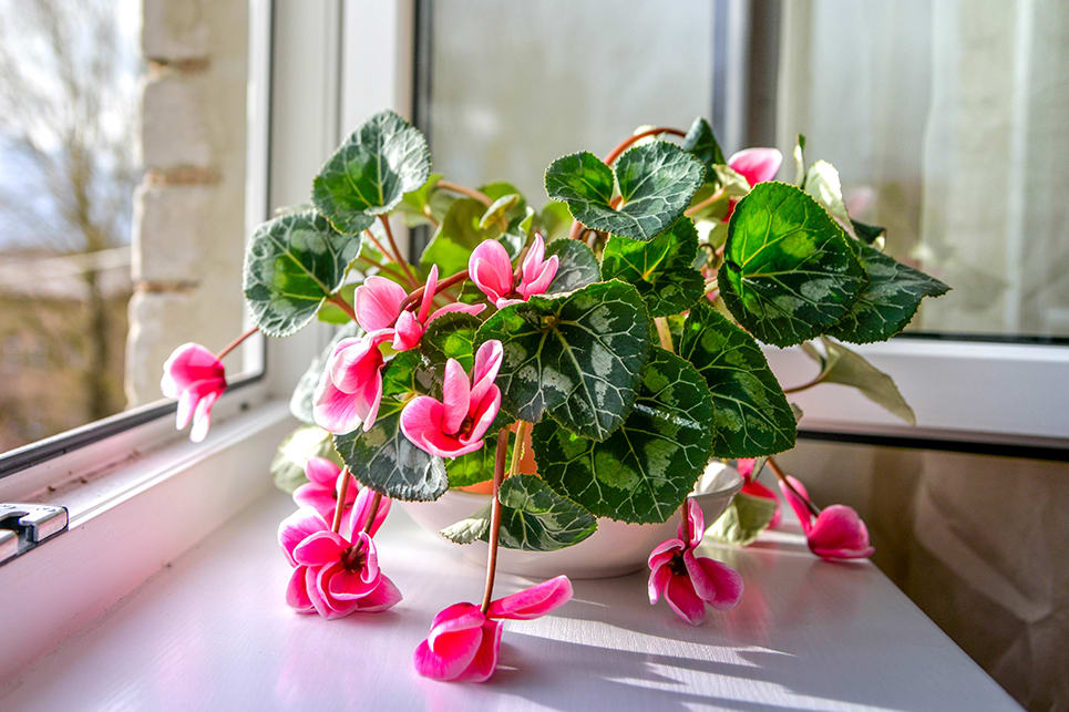 Mini cyclamen : plantation, entretien et taille - Jardiland