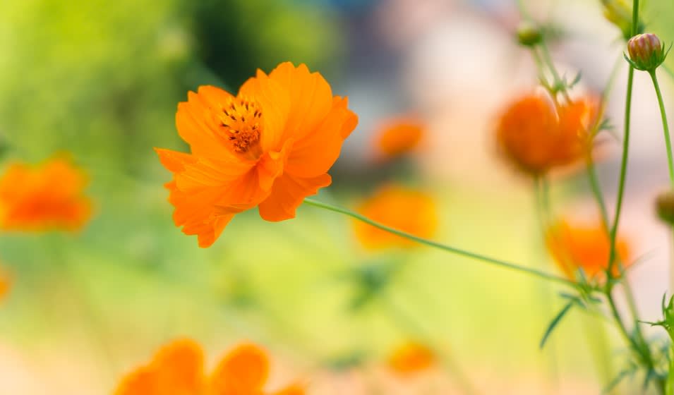 Cosmos : variétés, plantation, entretien et association - Jardiland