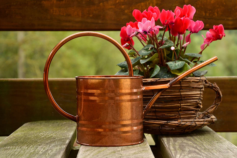 Mini cyclamen : plantation, entretien et taille - Jardiland