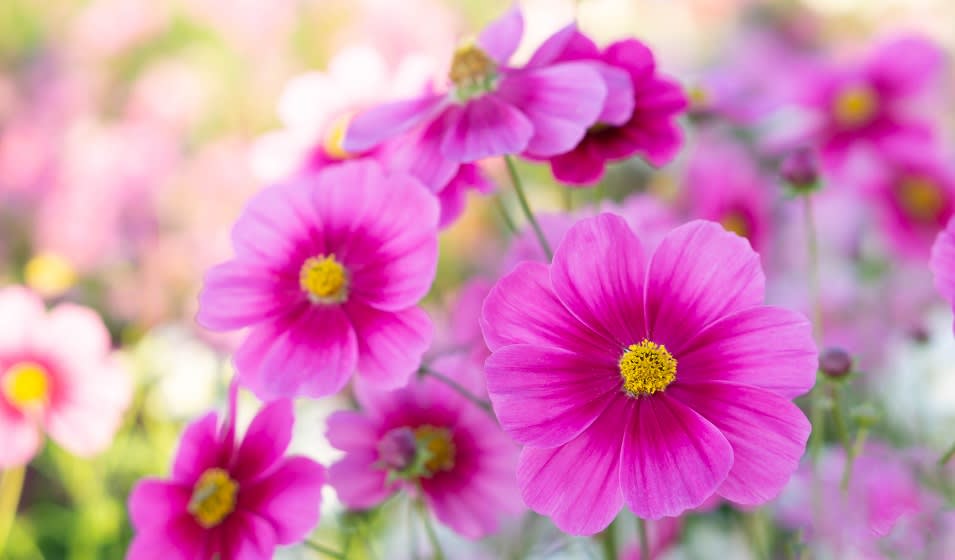 Cosmos : variétés, plantation, entretien et association - Jardiland