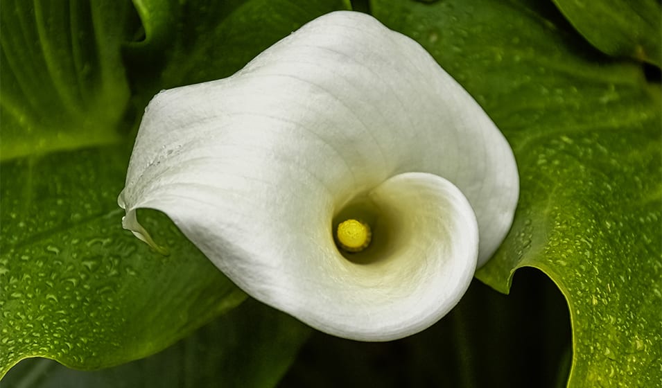 Arum : plantation, culture et entretien - Jardiland