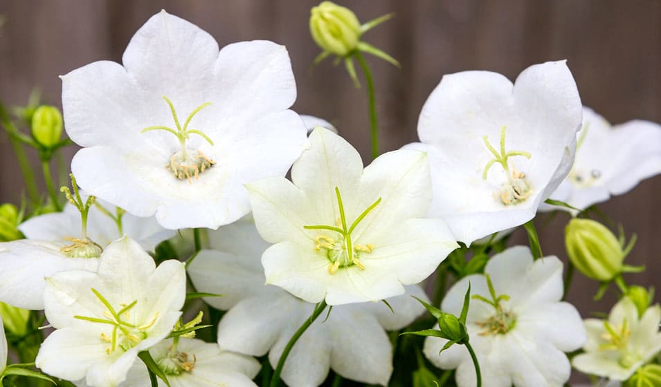 Campanule : variétés, plantation et entretien - Jardiland