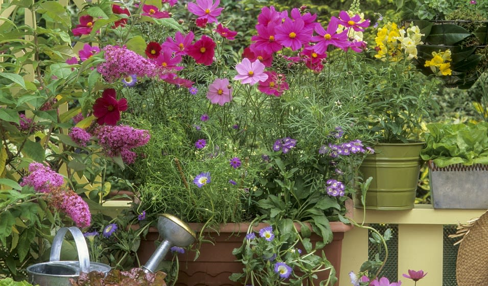 Cosmos : variétés, plantation, entretien et association - Jardiland