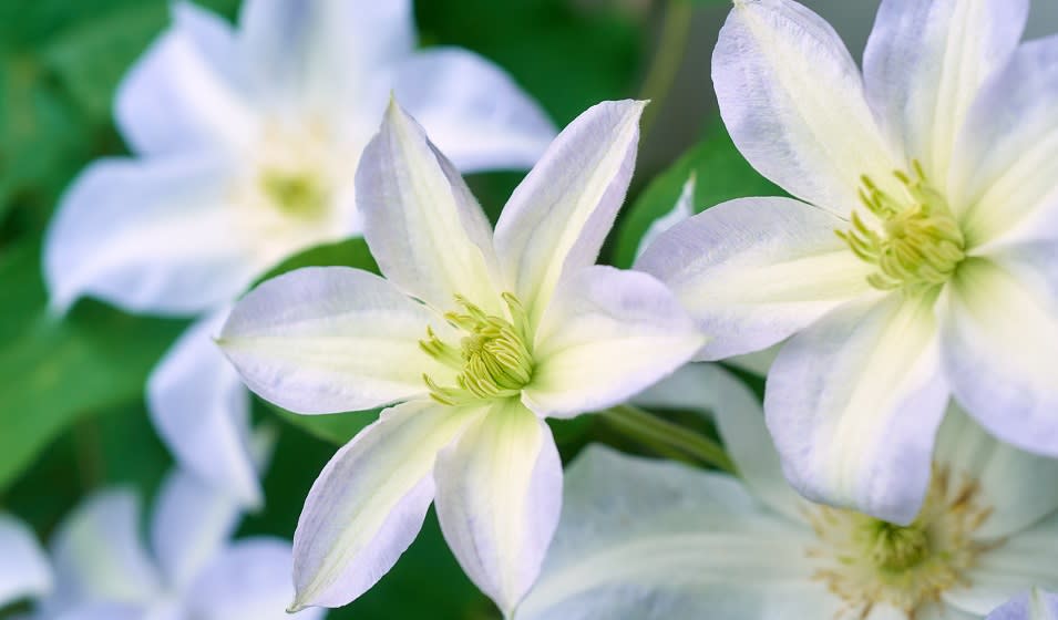 Taille de la clématite à grande fleur : comment faire ? - Jardiland