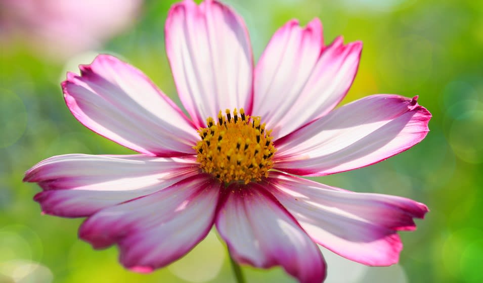 Cosmos : variétés, plantation, entretien et association - Jardiland