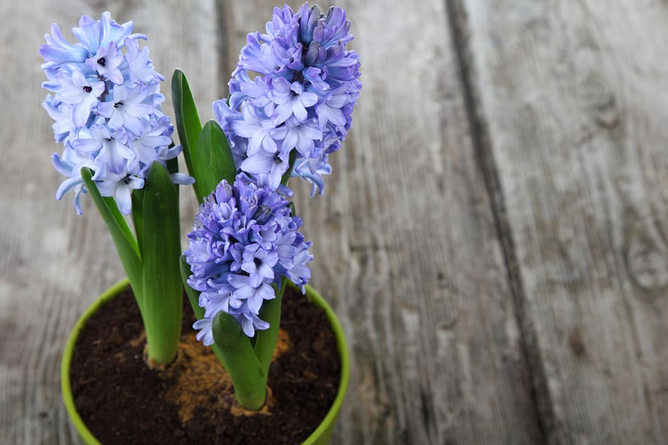 Jacinthe : variétés, plantation et entretien - Jardiland