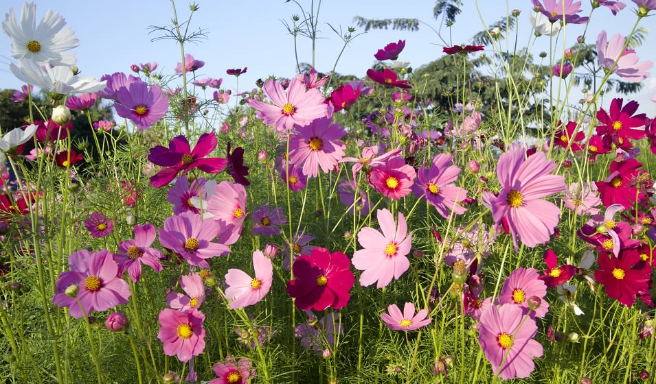 Cosmos : variétés, plantation, entretien et association - Jardiland