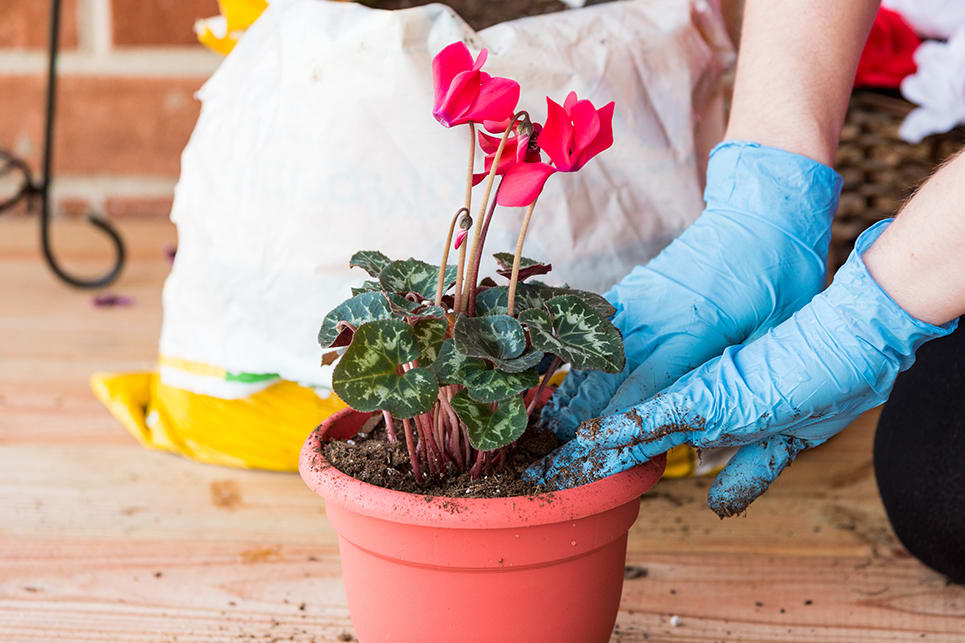 Mini cyclamen : plantation, entretien et taille - Jardiland