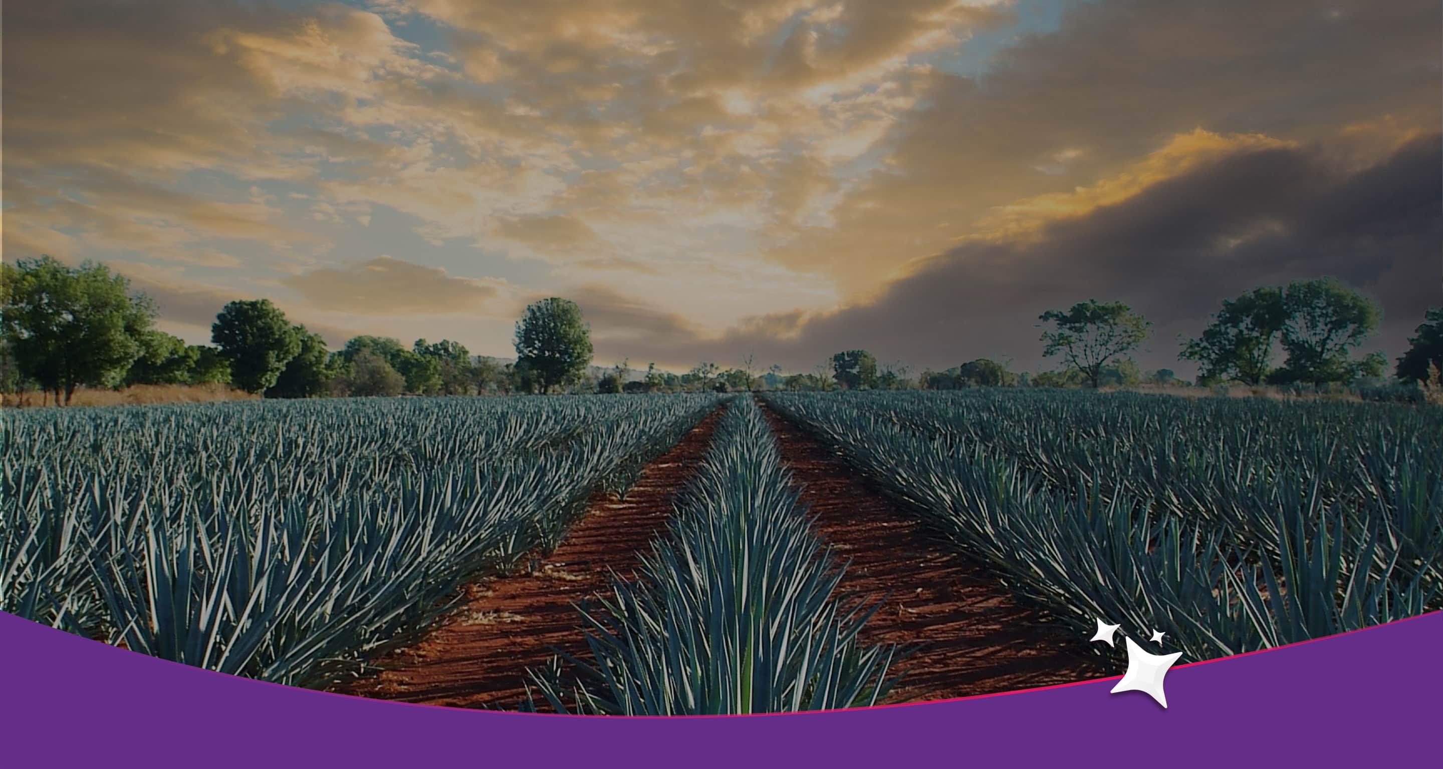 Ruta del tequila en Guadalajara por 4 días