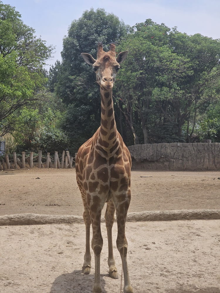 Tour Chapultepec Mexico