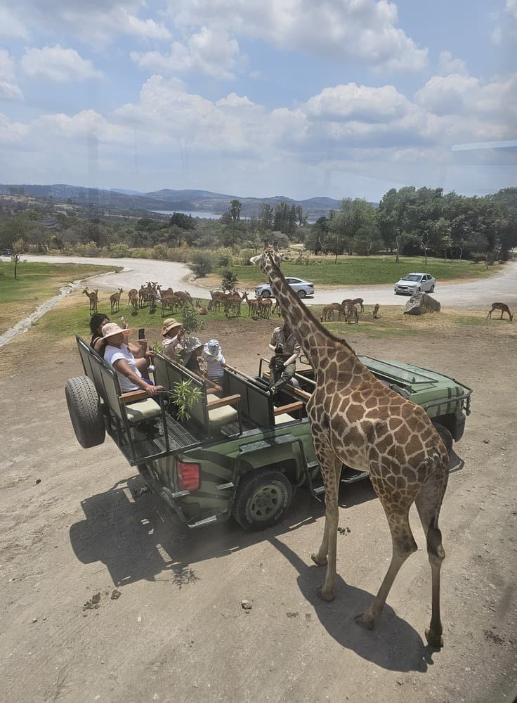 Tour Africam Safari