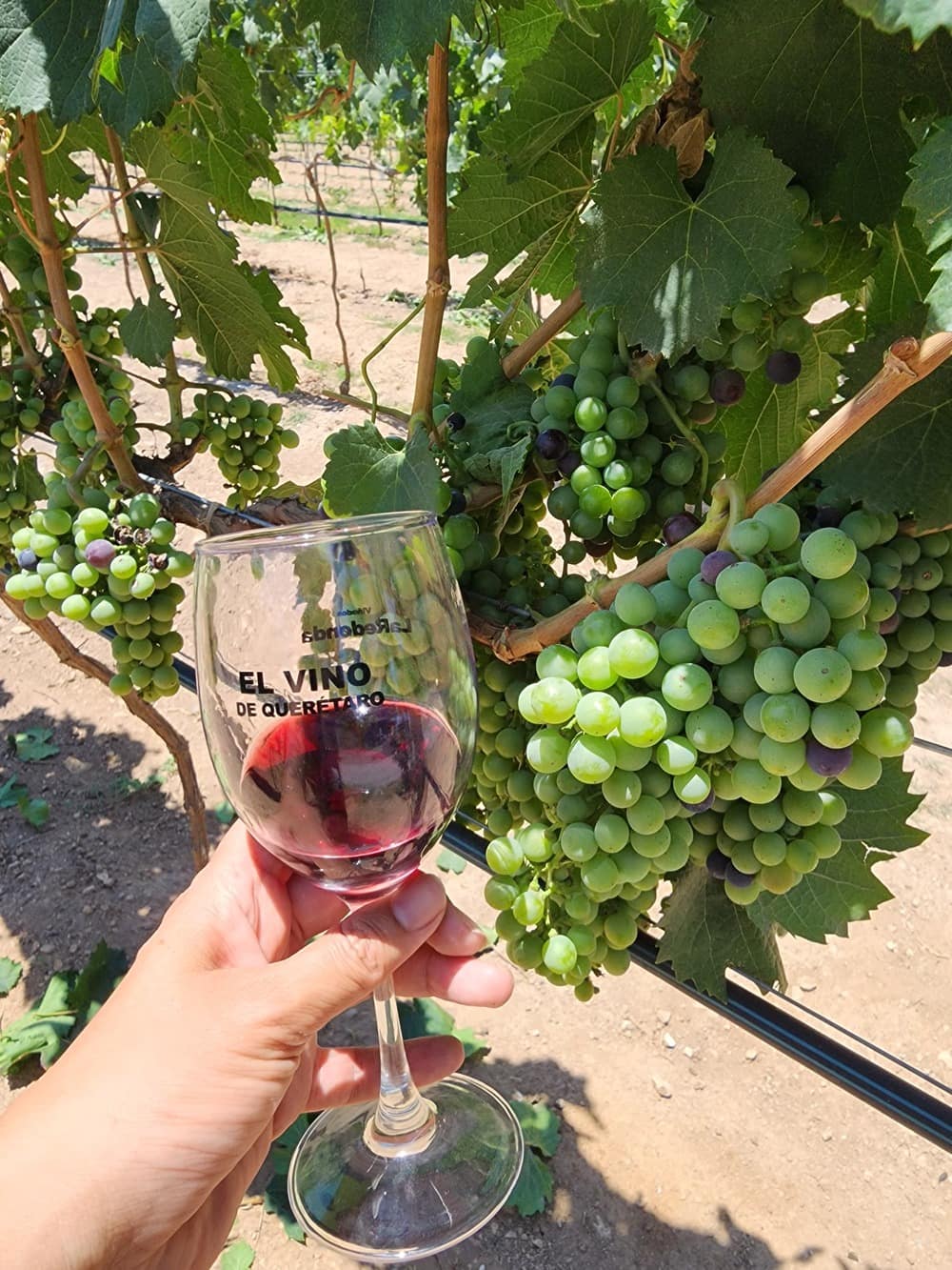 Tour Ruta del queso y del vino