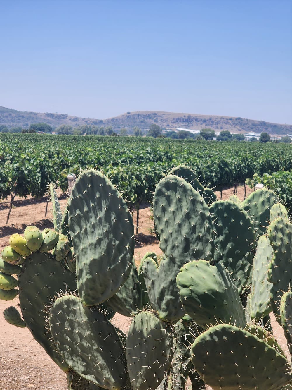 Tour Ruta del queso y del vino