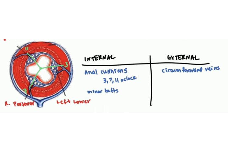 Understanding the hemorrhoids pathophysiology, causes, sign and