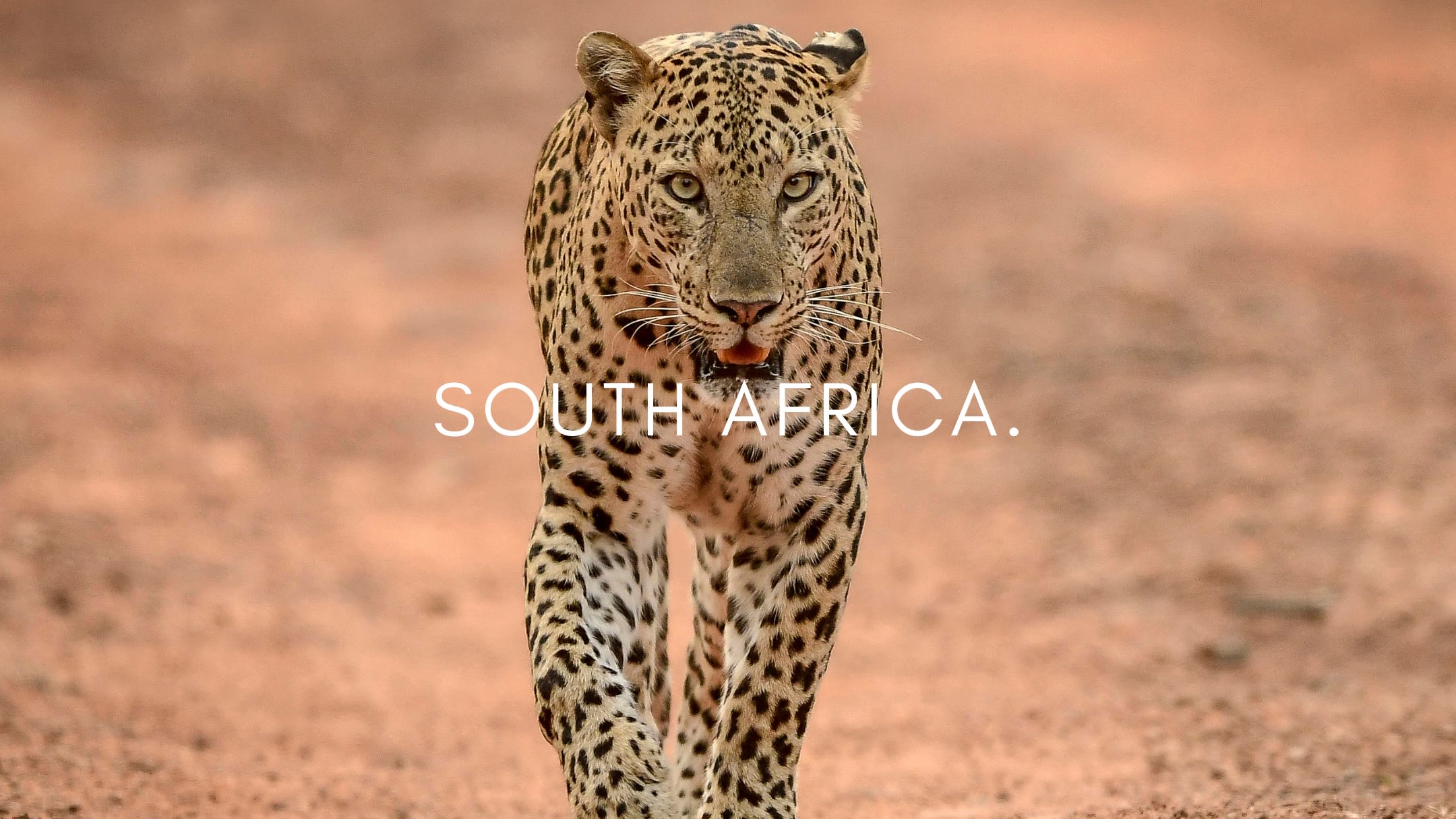 Leopard resting in the African bush