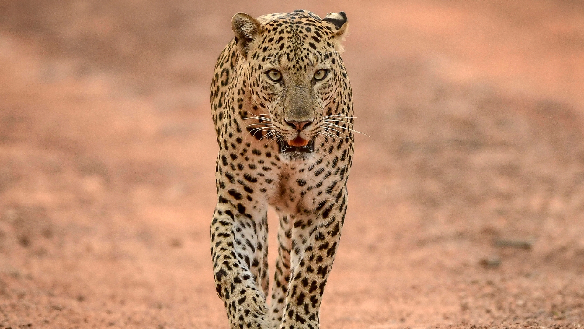 Luxury South African safari in the Sabi Sands and Greater Kruger
